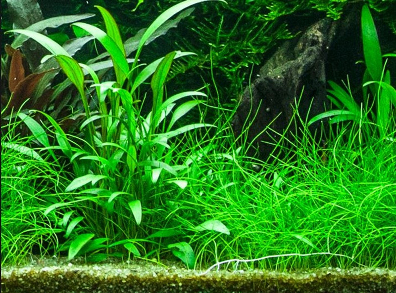 Tropica Cryptocoryne x Willisii - Standard Pot