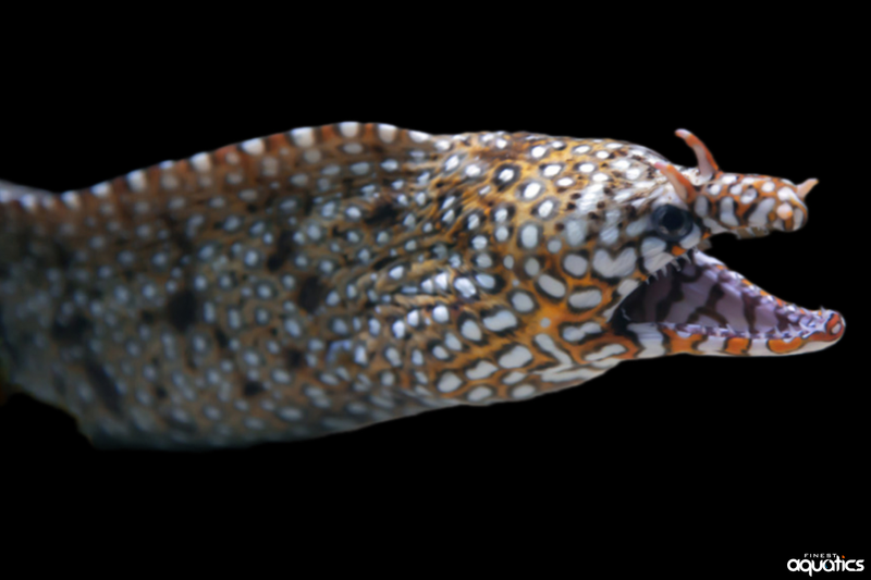 Dragon Eel