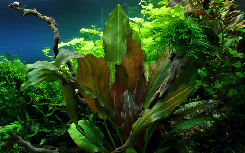 Tropica Echinodorus 'Reni' - Standard Pot