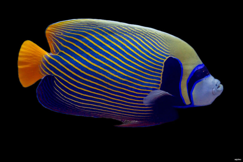 Emperor Angel - Adult