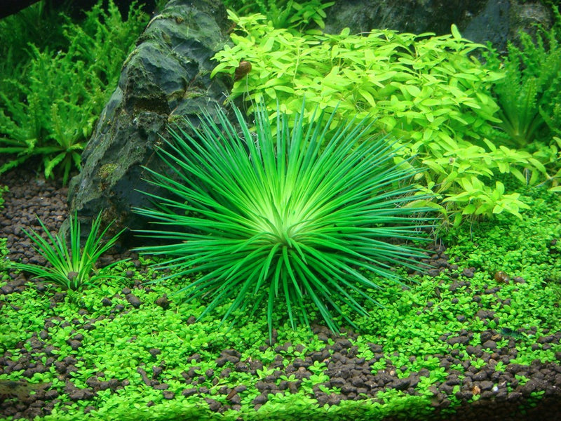 Tropica Eriocaulon Cinereum - 1-2-Grow!