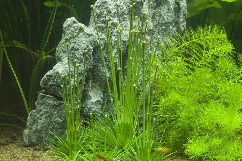 Tropica Eriocaulon Cinereum - 1-2-Grow!