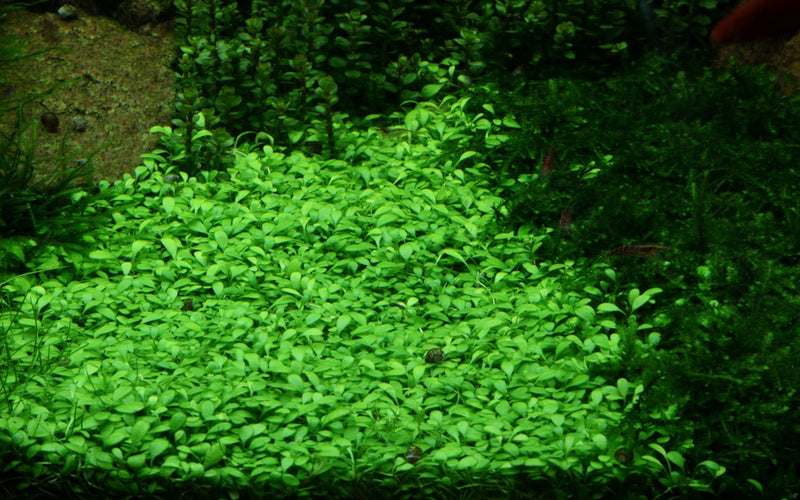Tropica Glossostigma Elatinoides - 1-2-Grow!