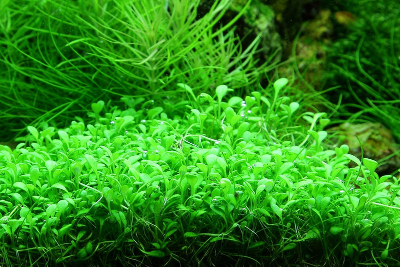Tropica Glossostigma Elatinoides - 1-2-Grow!