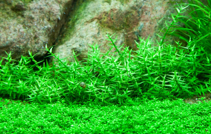 Tropica Gratiola Viscidula - 1-2-Grow!