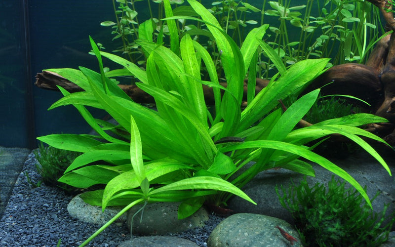 Tropica Helanthium Bolivianum 'Quadricostatus' - 1-2-Grow!