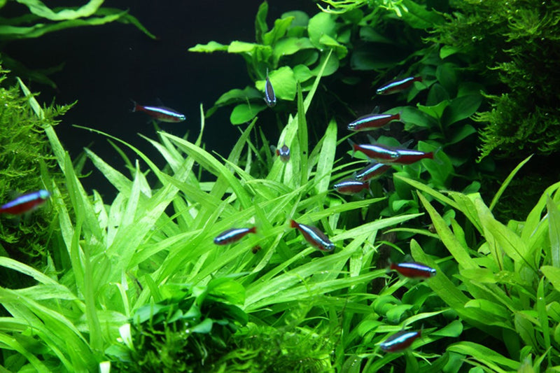 Tropica Helanthium Bolivianum 'Quadricostatus' - 1-2-Grow!