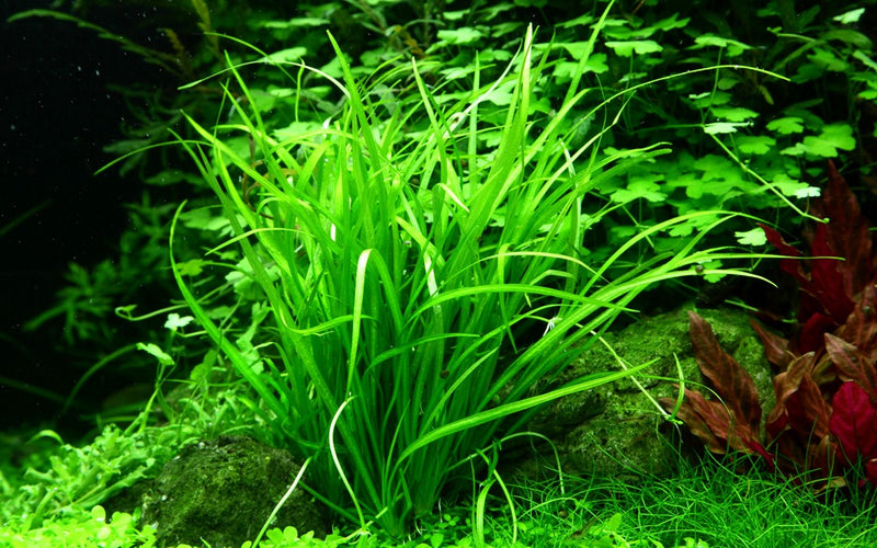 Tropica Helanthium Tenellum 'Green' - 1-2-Grow!