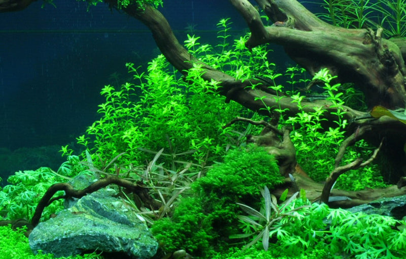 Tropica Hemianthus Micranthemoides - 1-2-Grow!
