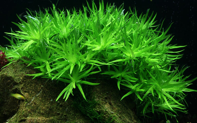 Tropica Heteranthera Zosterifolia - 1-2-Grow!