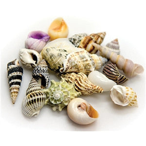 Hobby Snail / Crab Shell Set Medium Shells 10pcs
