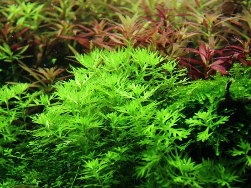Tropica Hottonia Palustris - 1-2-Grow!