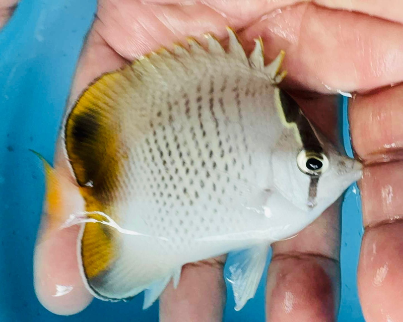 Hybrid Butterfly - RARE WYSIWYG