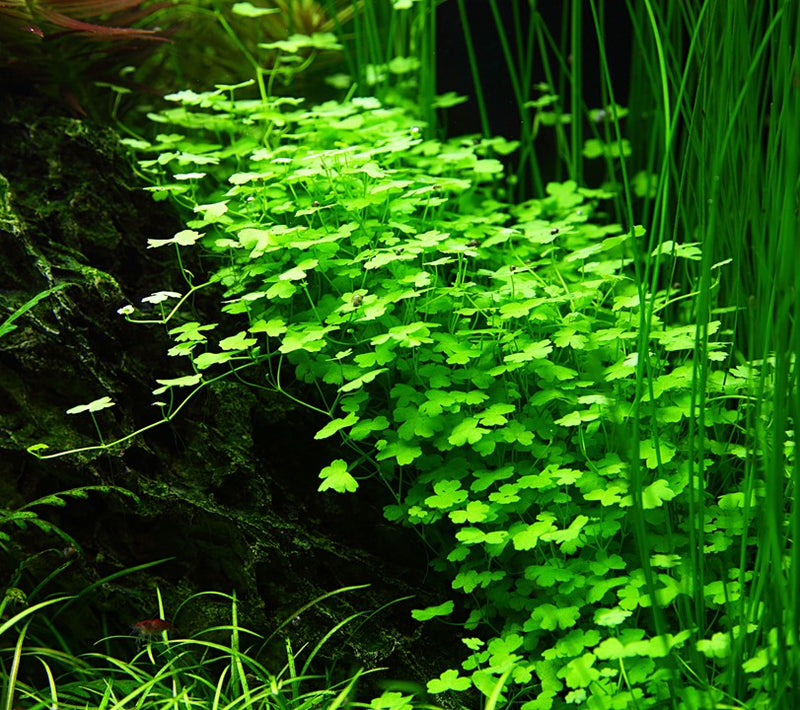 Tropica Hydrocotyle Tripartita - 1-2-Grow!