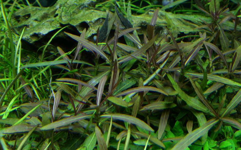 Tropica Hygrophila Lancea 'Araguaia' - 1-2-Grow!