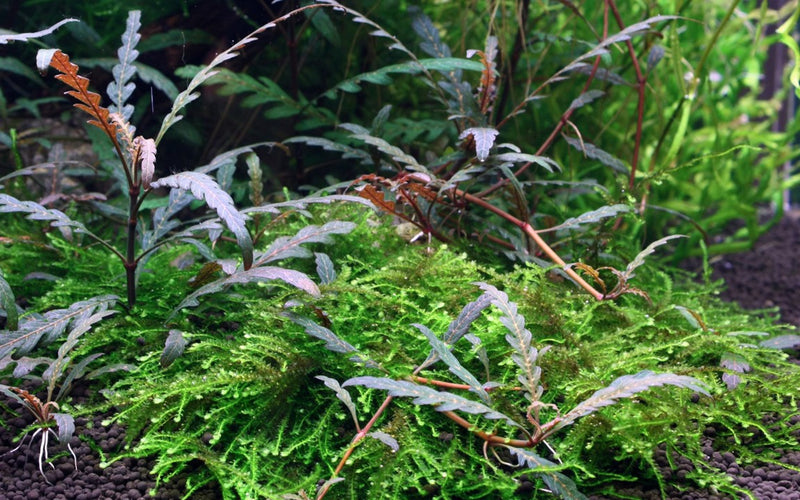 Tropica Hygrophila Pinnatifida - 1-2-Grow!