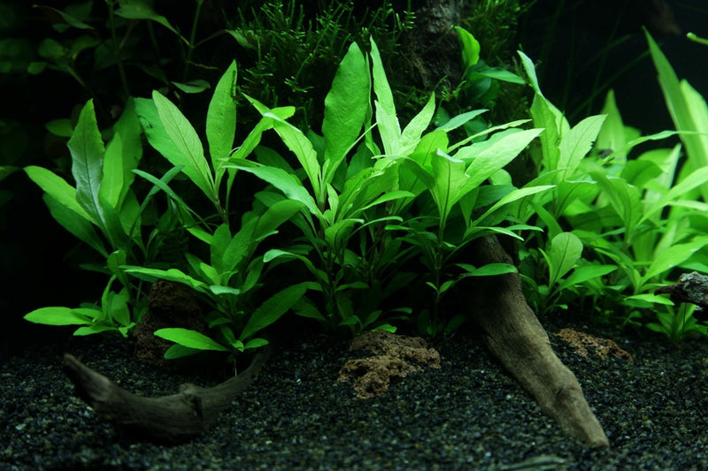 Tropica Hygrophila Siamensis 53B - Mini Pot