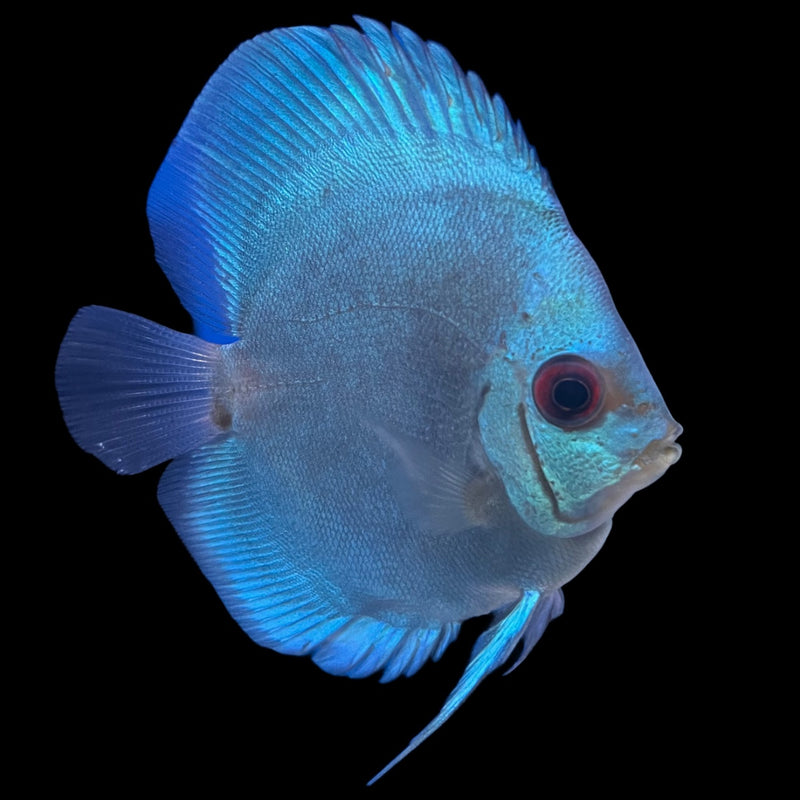 Discus assorted 6-7cm