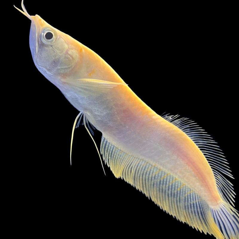 Golden Arowana