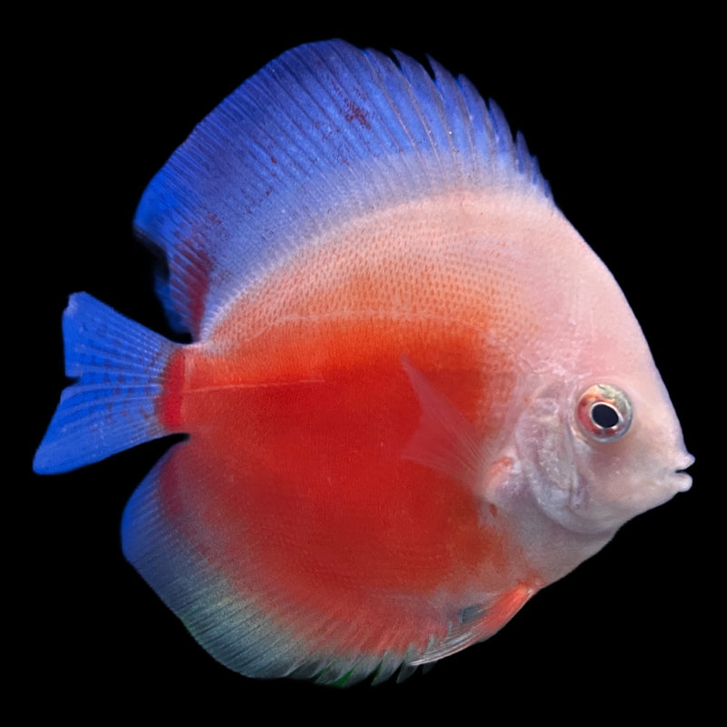 Discus assorted 6-7cm