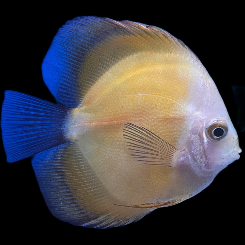 Discus assorted 6-7cm