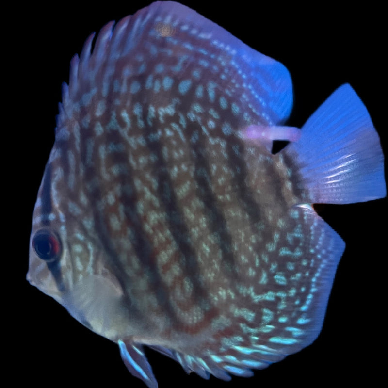 Discus assorted 6-7cm