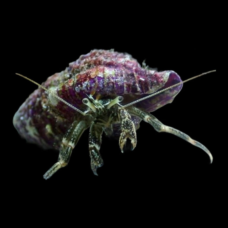 Rock Hermits crab x4