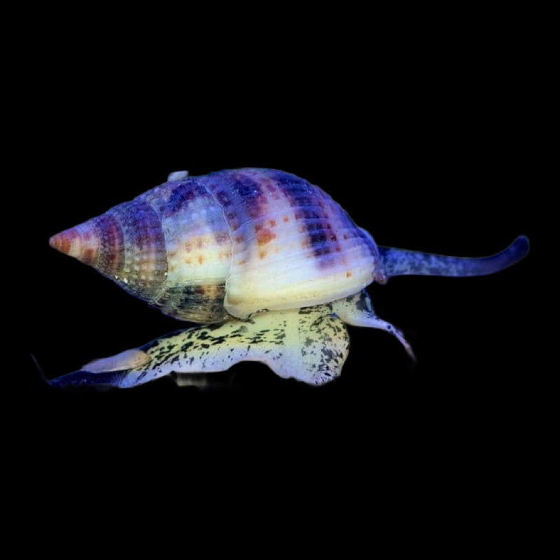 Nassarius snails x4