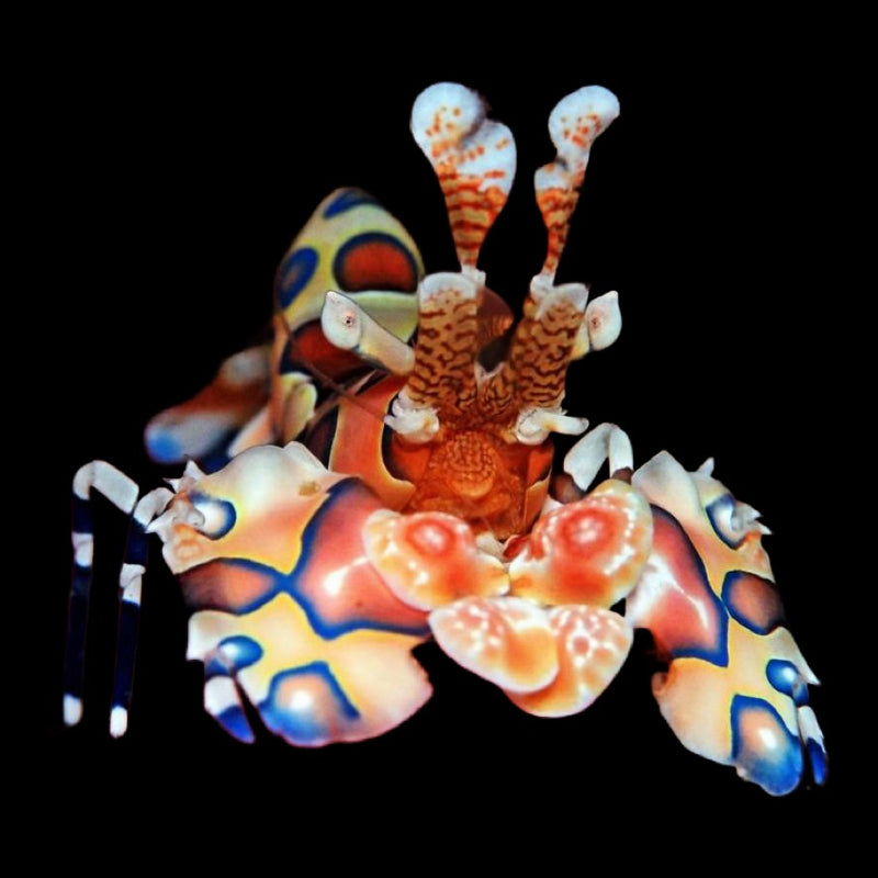 Harlequin Shrimp