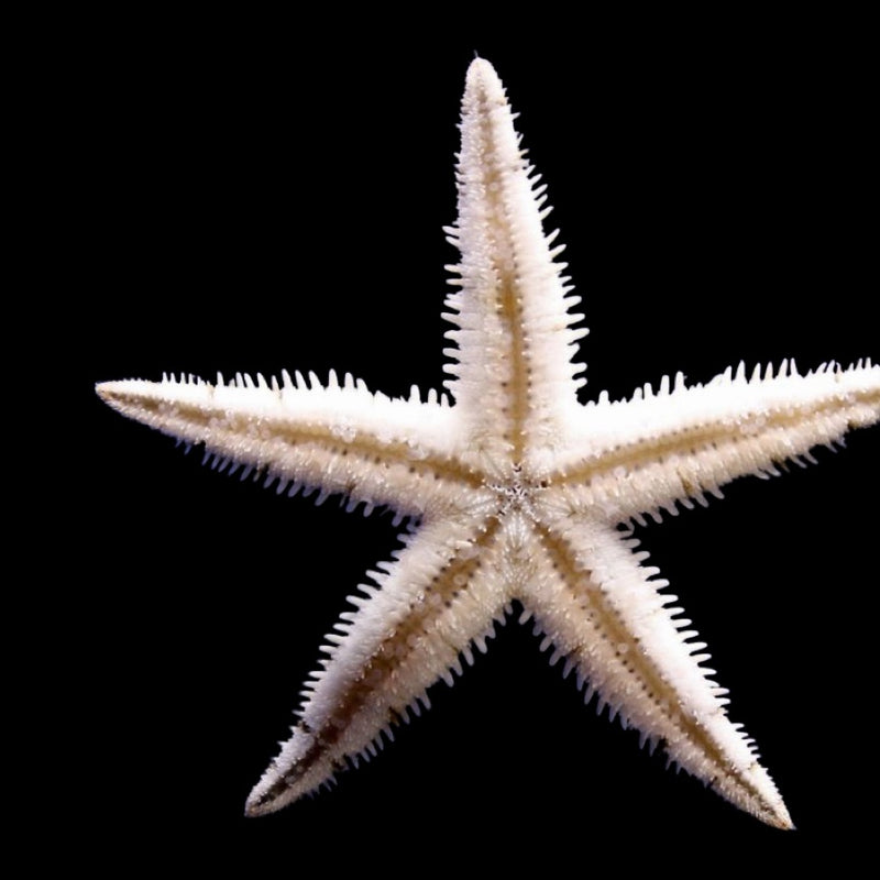 Sand sifter starfish