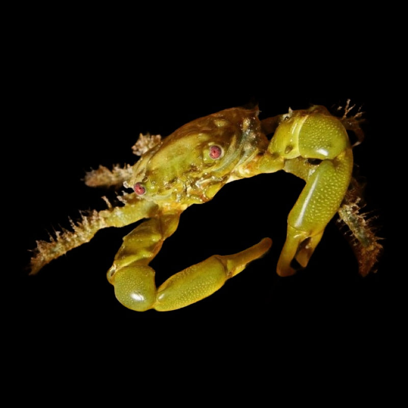 Emerald Crab (Single)