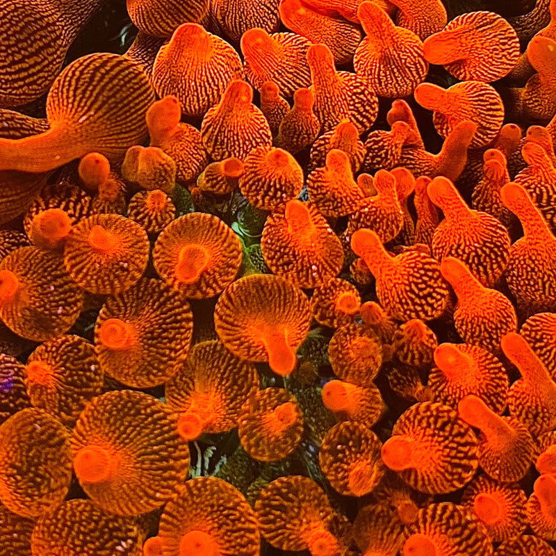 Red Bubble Tip Anemone - Small