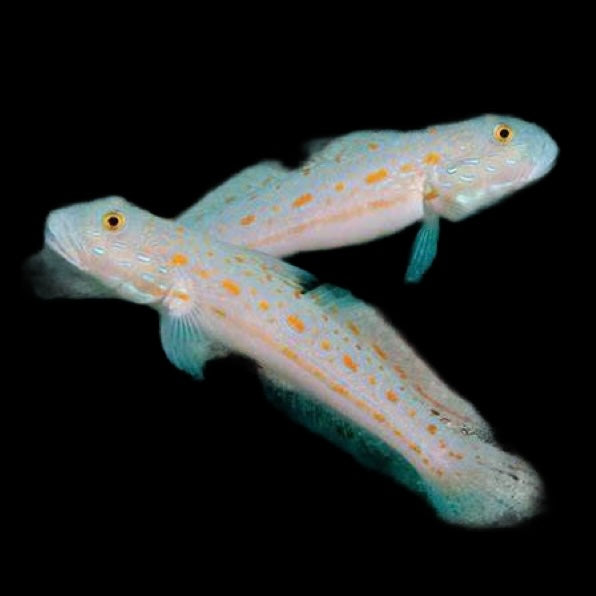 Orange Spot Goby