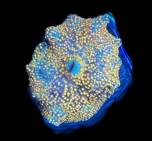 Interstella Mushroom