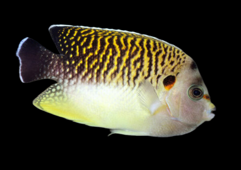 Kingi Angel - WYSIWYG