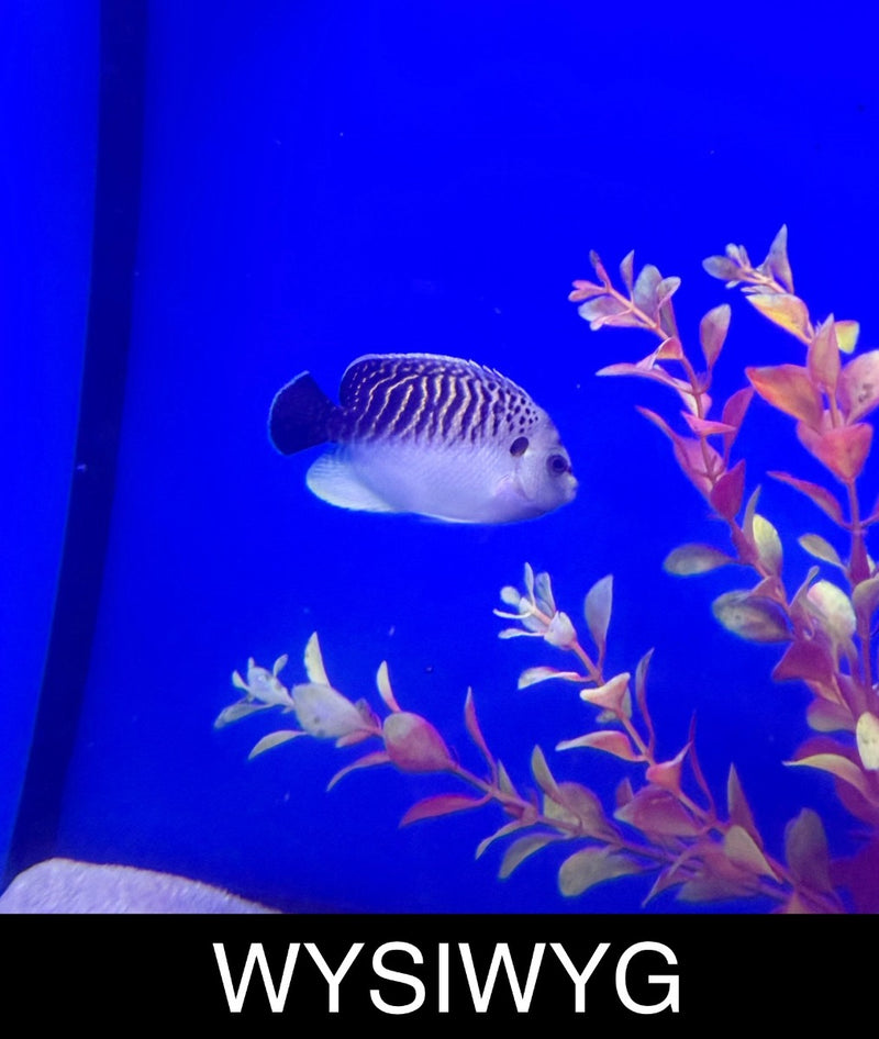 Kingi Angel - WYSIWYG