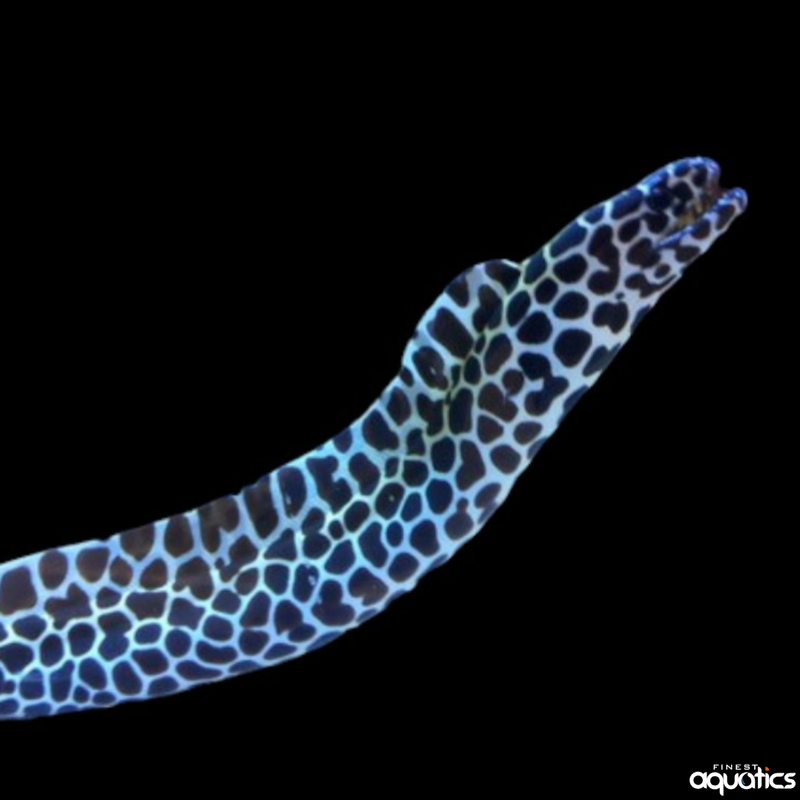Leopard Eel