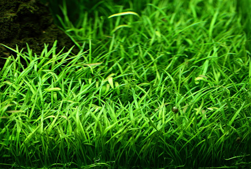 Tropica Lilaeopsis Brasiliensis - 1-2-Grow!