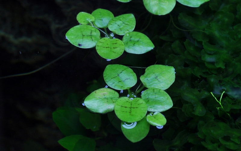 Tropica Limnobium Laevigatum - 1-2-Grow!