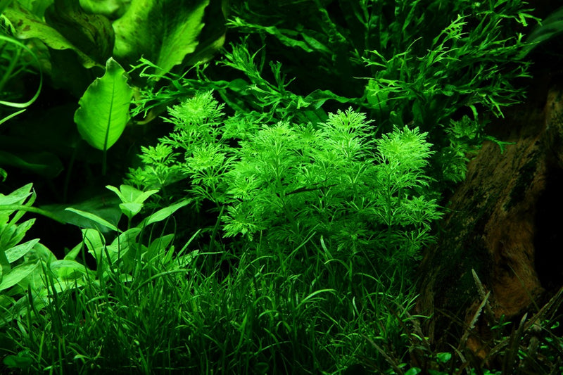 Tropica Limnophila Sessiliflora - Standard Pot