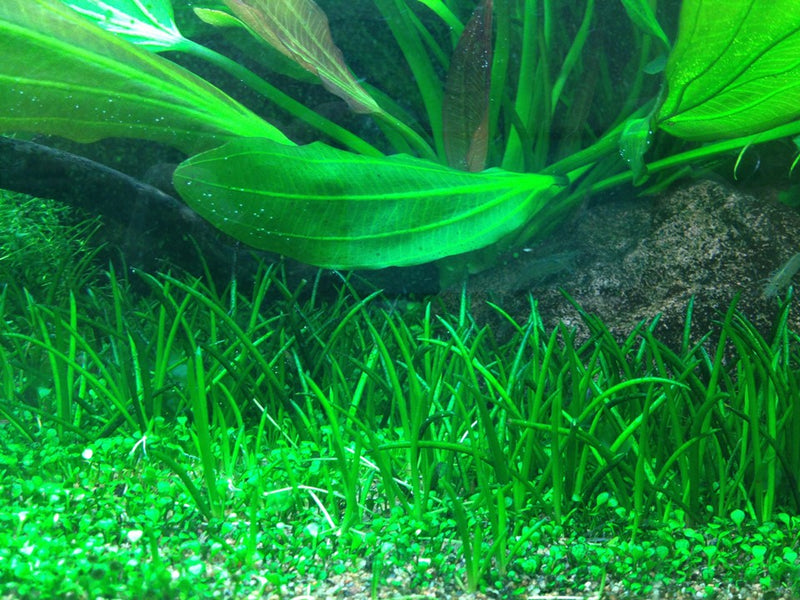 Tropica Littorella Uniflora - 1-2-Grow!