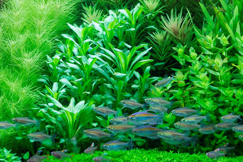 Tropica Lobelia Cardinalis - Mini Pot