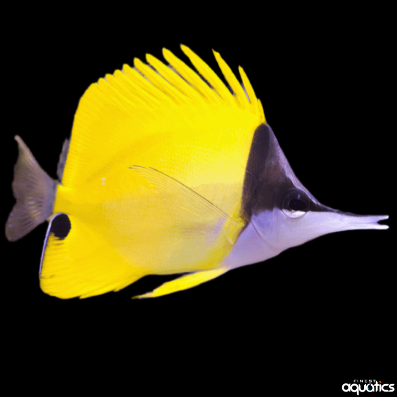 Yellow longnose Butterfly