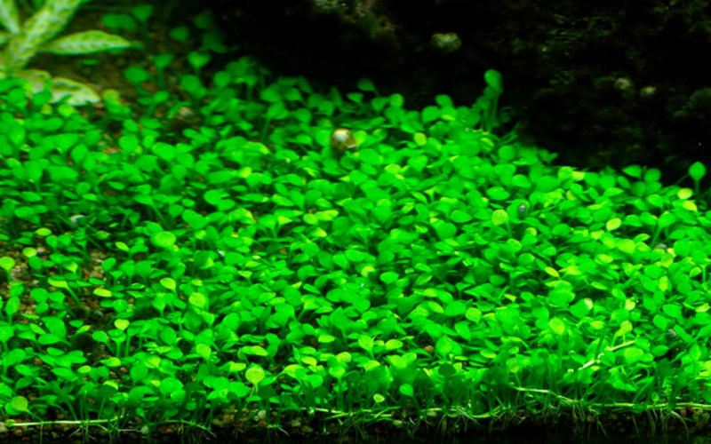 Tropica Marsilea Crenata - 1-2-Grow!