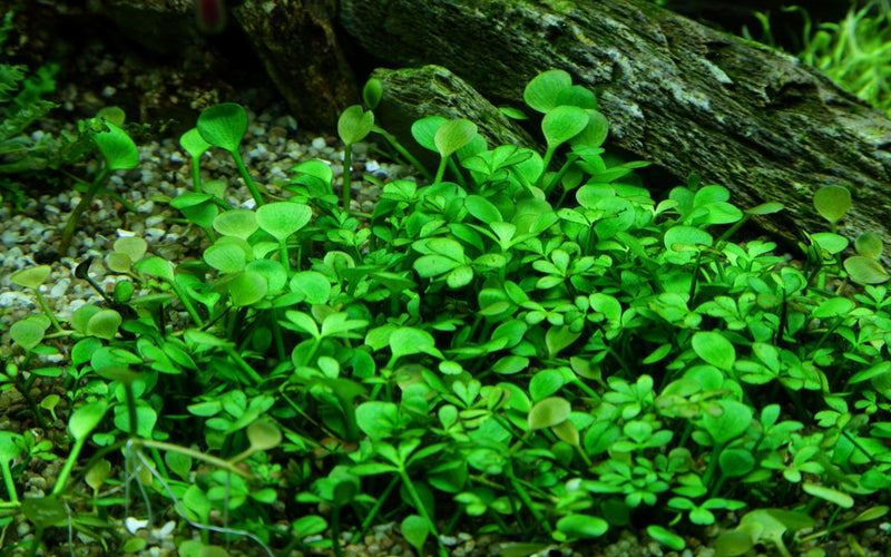 Tropica Marsilea Hirsuta - 1-2-Grow!