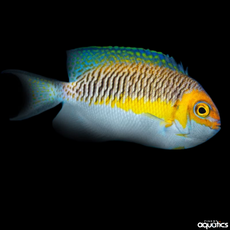 Masked Swallowtail Angel