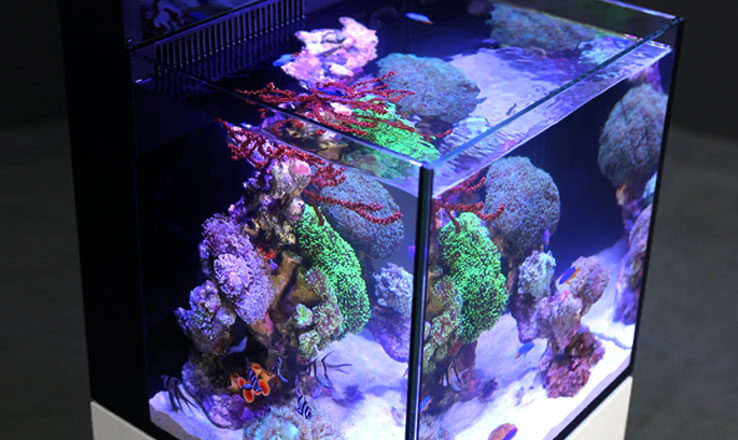 Red Sea MAX NANO Reef System — Finest Aquatics
