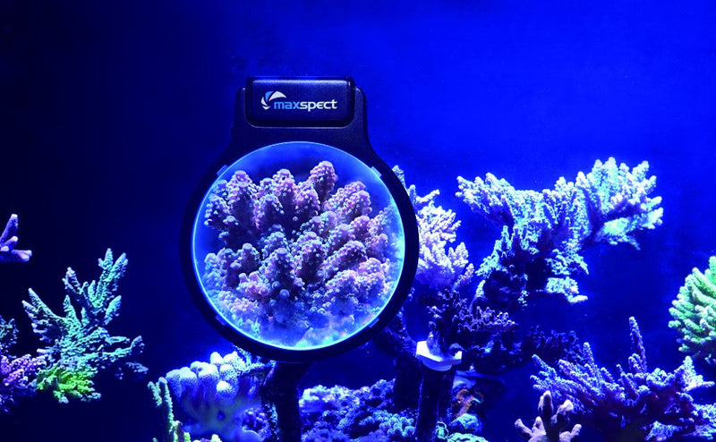 Maxspect Pastel Reef Manager