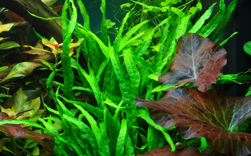 Tropica Microsorum Pteropus 'Narrow' - Standard Pot