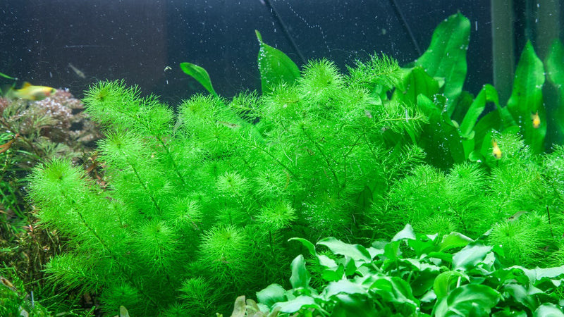 Tropica Myriophyllum 'Guyana' - 1-2-Grow!